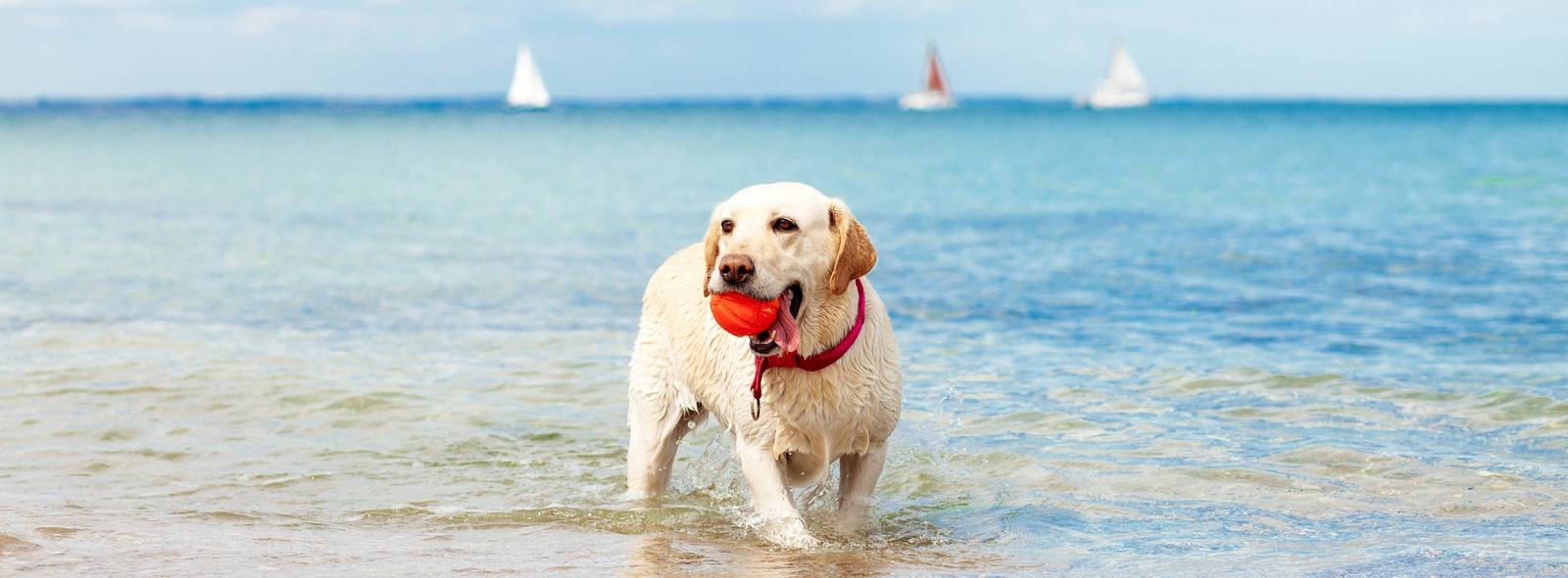 Vacanze con animali domestici in B&B Pet-friendly