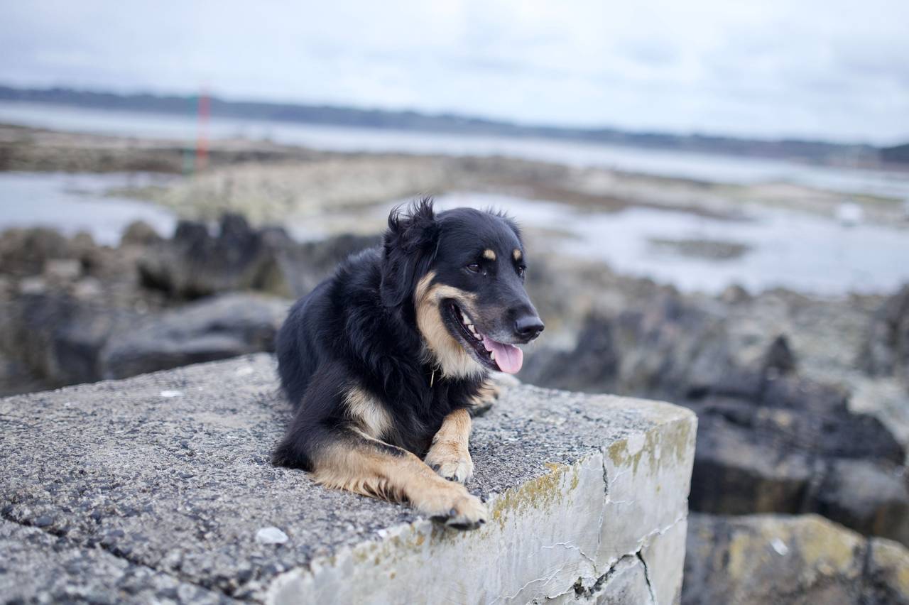 La Côte d’Opale avec vore chien