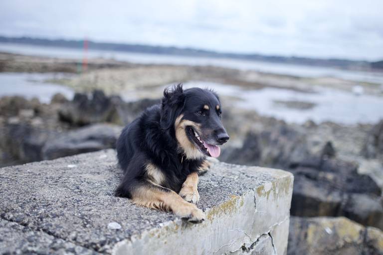 La Côte d’Opale avec vore chien