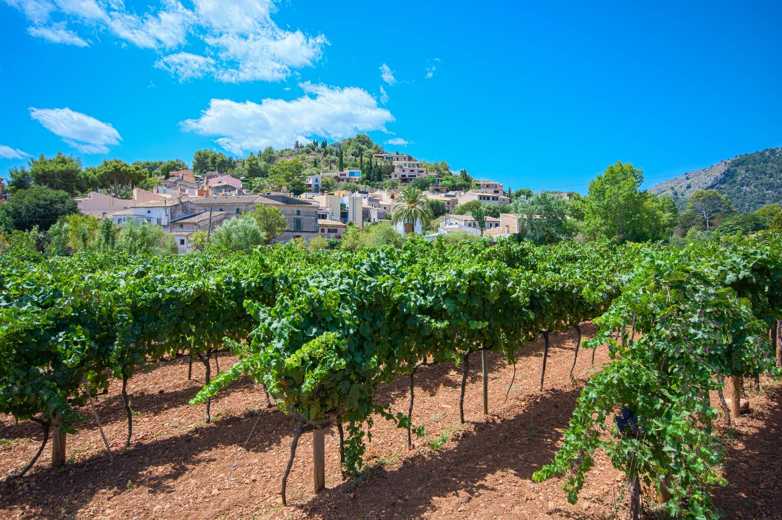 Weinrebenreihen im Vordergrund, die zu einem von der Sonne beschienenen Hügeldorf führen, unter strahlend blauem Himmel mit vereinzelten Wolken.