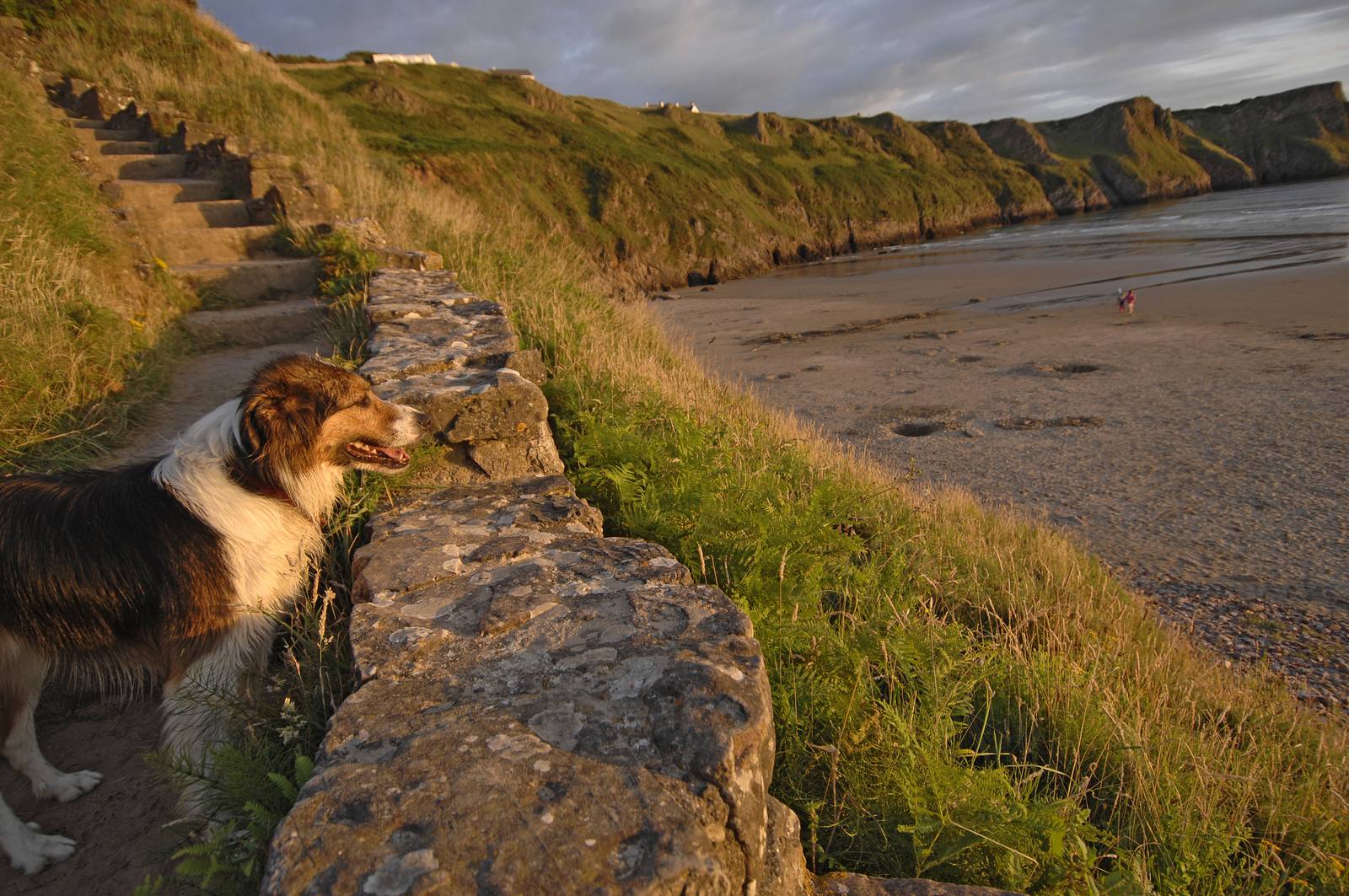 A dog stands by a stone wall, overlooking a grassy cliff and sandy beach at sunset, with distant cliffs and a person by the shoreline.
