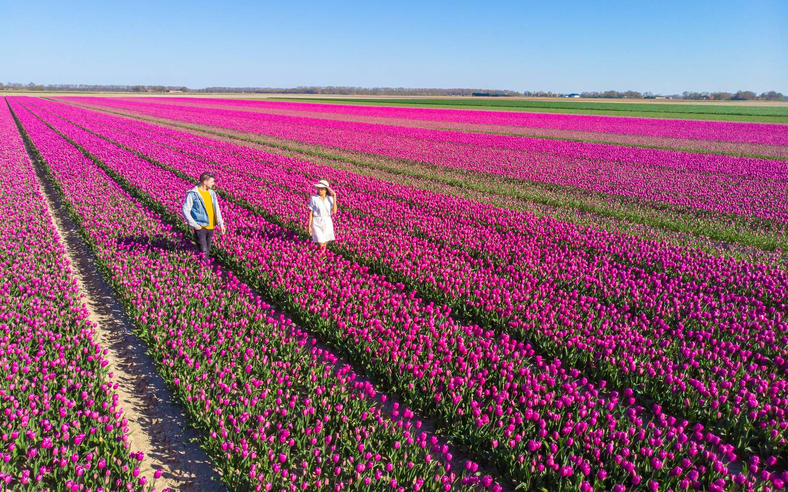 Koppel wandelt door de roze tulpenvelden