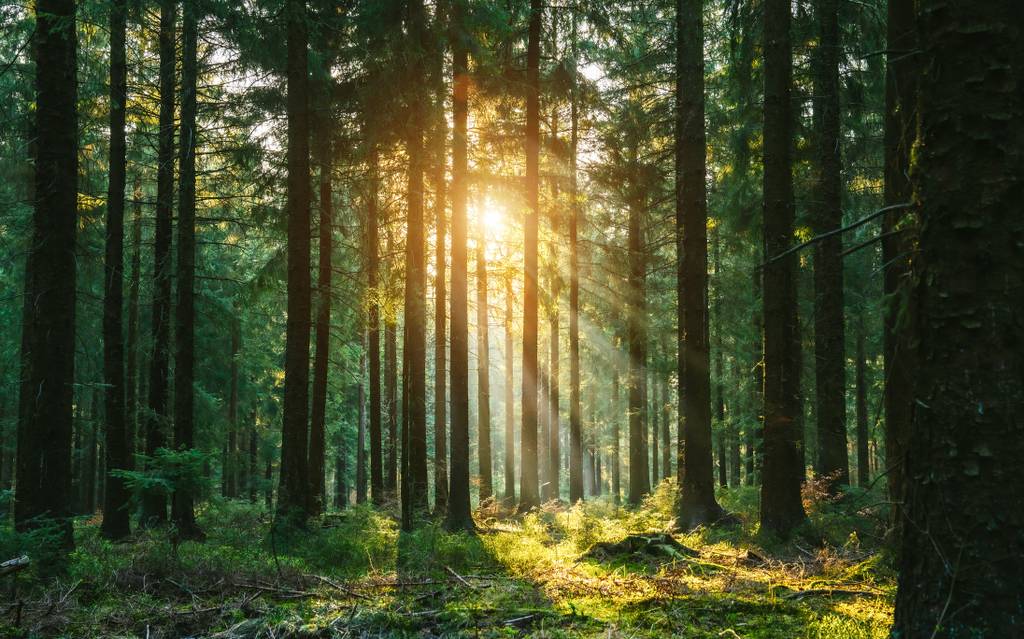 Wandern im Schwarzwald