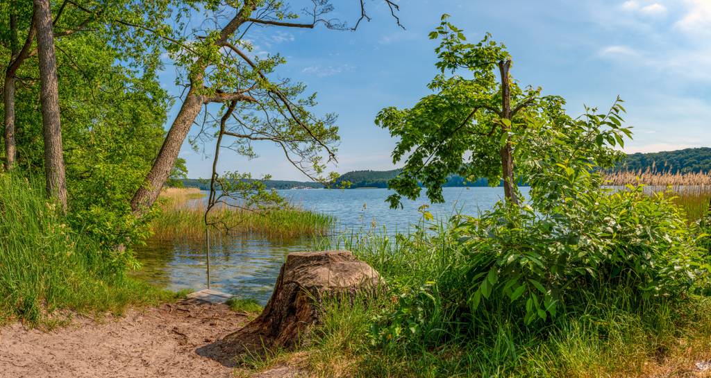 Ruhige Seenlandschaft mit üppig grünen Bäumen, einem großen Baumstumpf und klarem blauem Wasser unter einem sonnigen Himmel.