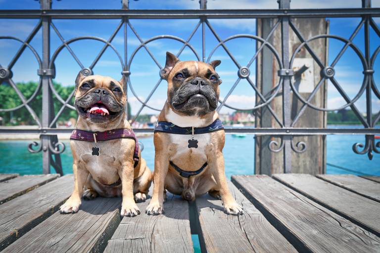 „Zwei Französische Bulldoggen, eine hechelt, beide mit Geschirren, sitzen auf einem Holzsteg mit kunstvollem Geländer, dahinter das blaue Wasser.