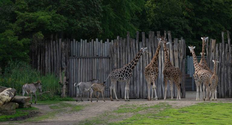 Giraffen und Zebras stehen in der Nähe eines Holzzauns in einem grasbewachsenen Gebiet, mit dichten Bäumen im Hintergrund.