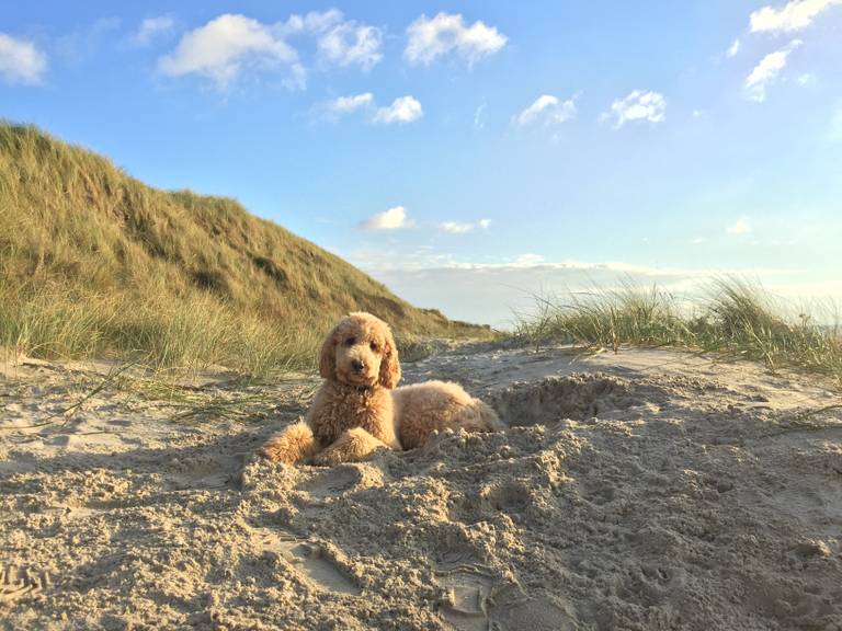 Diervriendelijke B&B aan de kust