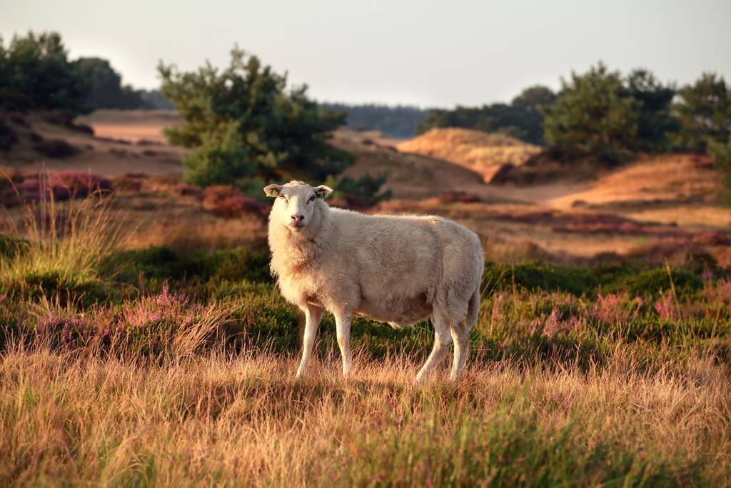 Drenthe