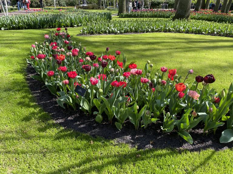 Frühlingszauber im Keukenhof: Ein Naturschauspiel erleben