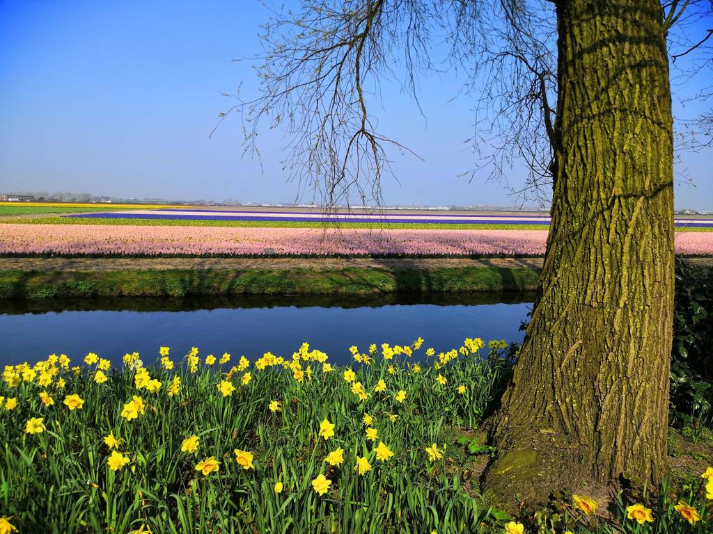B&B uniques près du parc floral Keukenhof et des champs de tulipes
