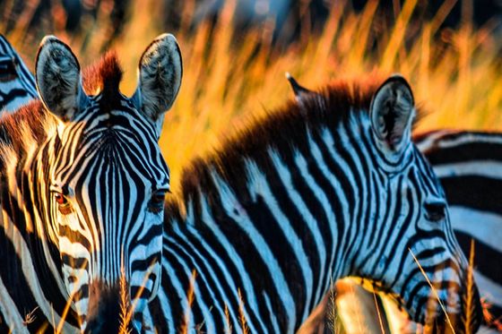 A group of zebras in tall grass with one zebra looking directly at the camera