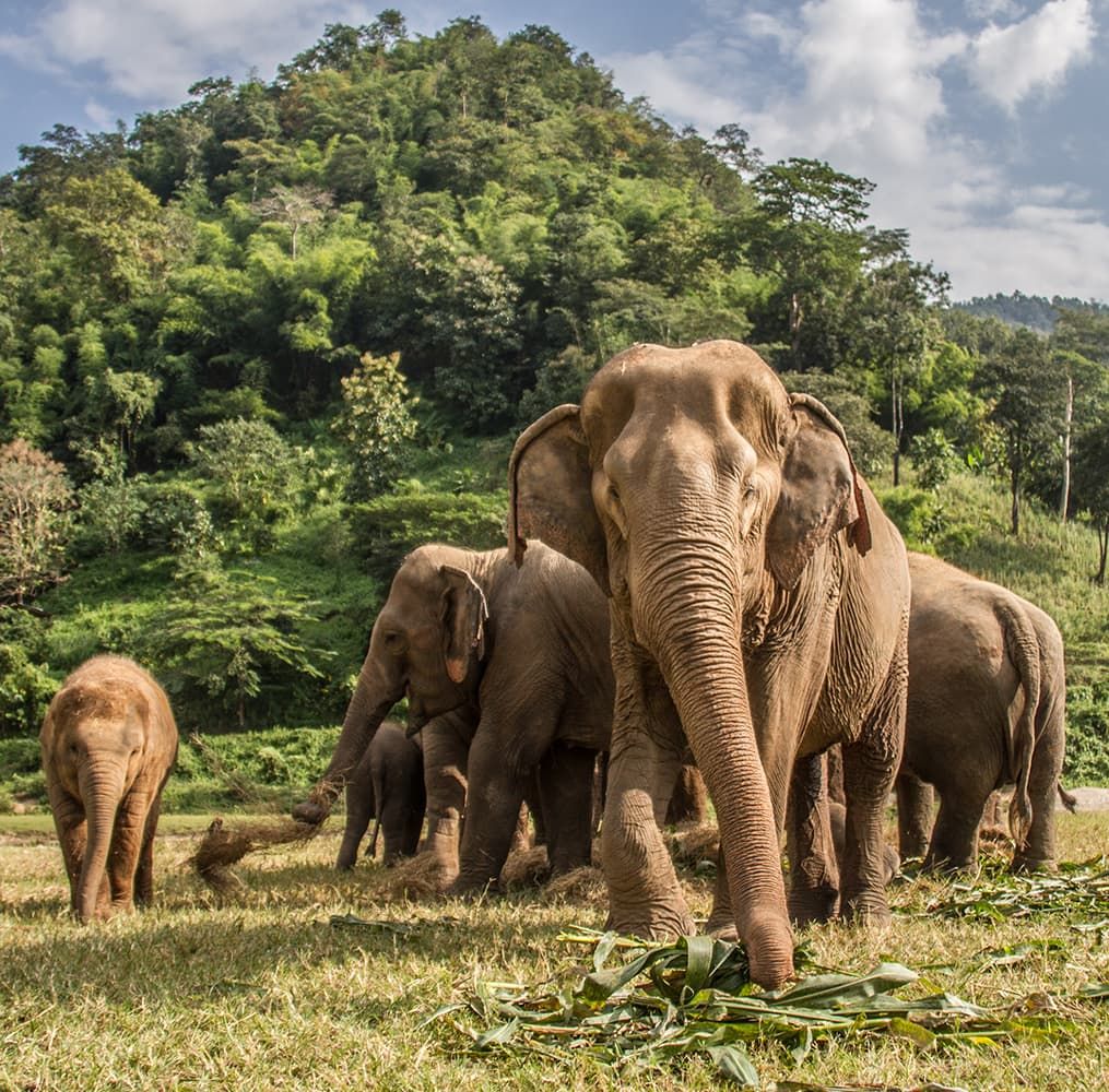 A group of elephants in a grassy field with one elephant looking directly at the camera and lush forest in the background