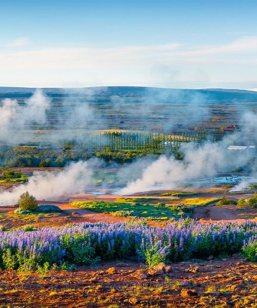 Steam rising from the ground with lavender in the foreground and green landscape in the background