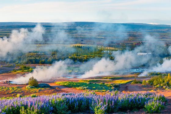 Steam rising from the ground with lavender in the foreground and green landscape in the background