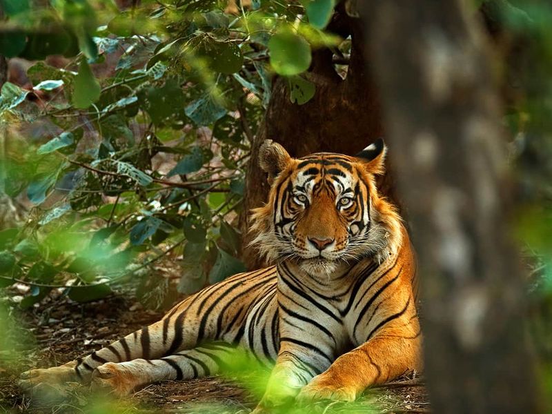 A tiger lying in the woods