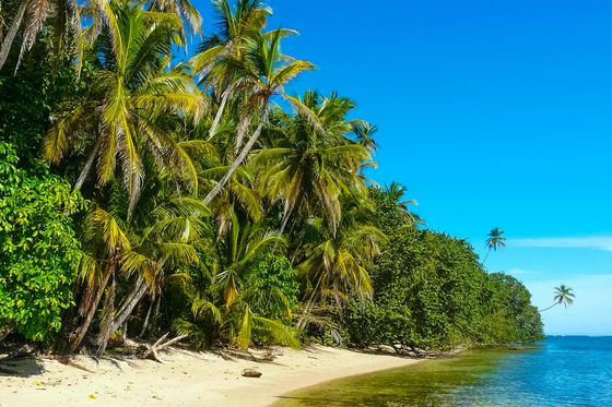 A sandy shore lined with palms trees on a sunny day