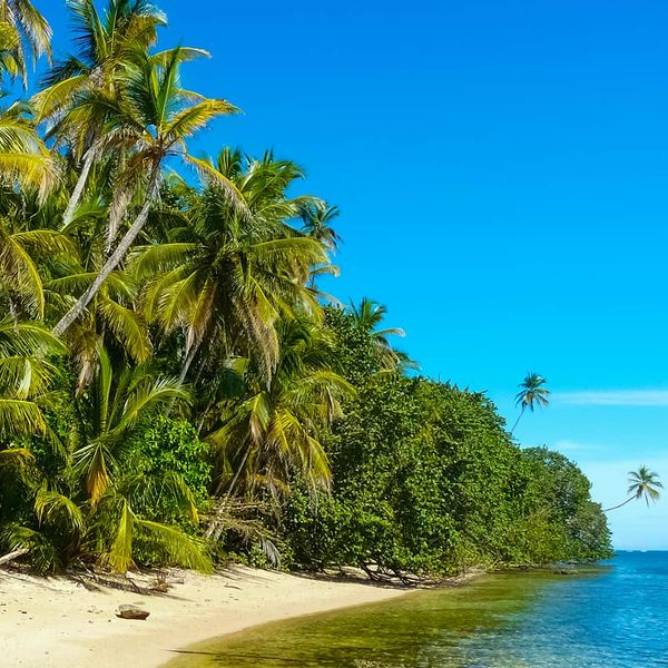 A sandy shore lined with palms trees on a sunny day