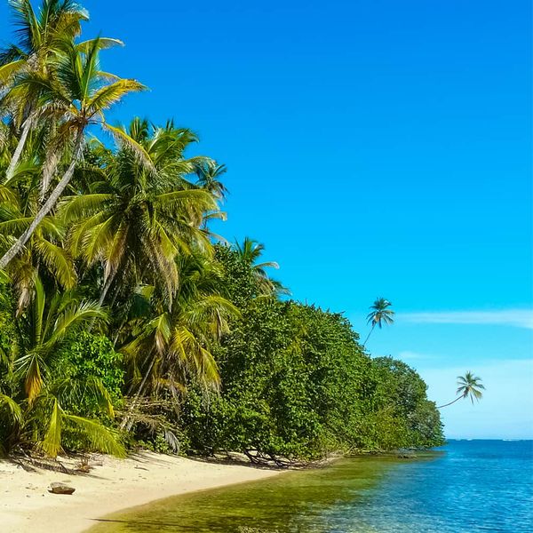 A sandy shore lined with palms trees on a sunny day