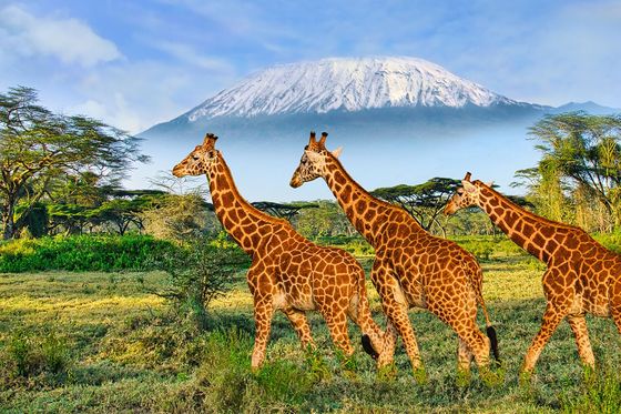 A group of three giraffes walking in tall grass with a large snow-topped mountain in the background