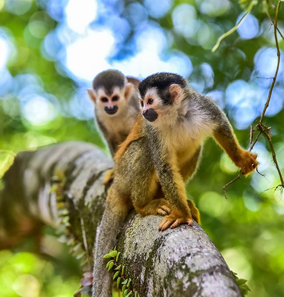 Two small tri-colored monkeys perching on a tree branch with the monkey in the front holding a branch