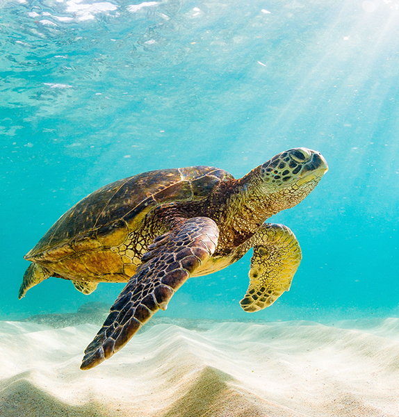 Ecuador & the Galápagos