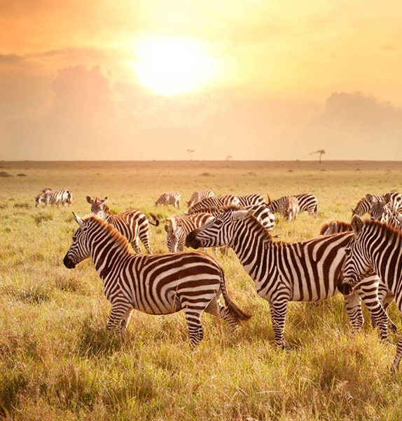 Kenya: African Safari