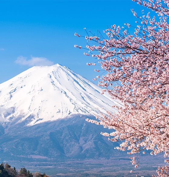 Gorgeous pink flowers blooming from a tree on the right side of the frame with a large snow-capped volcano with steam coming out of it in the background
