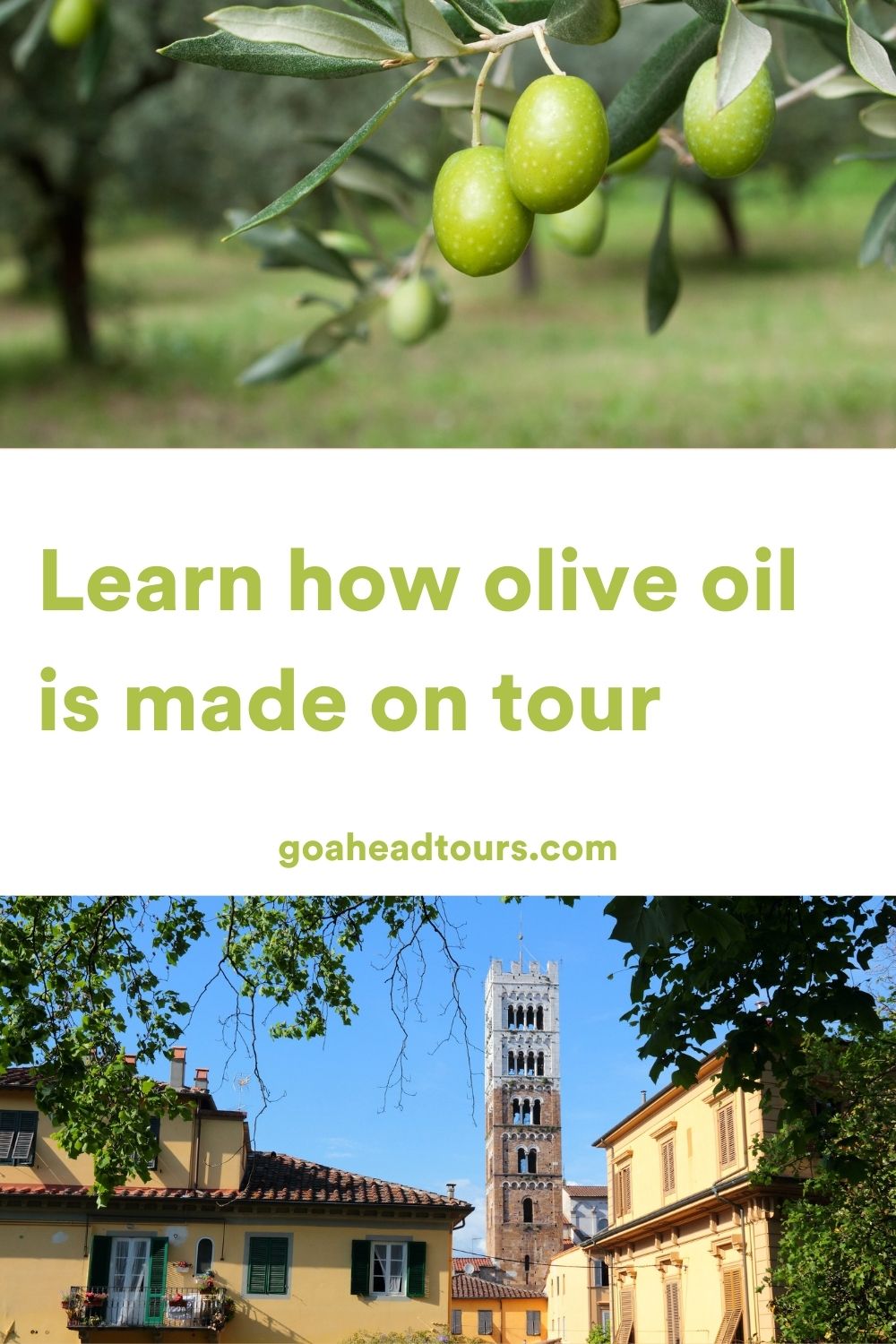 Learn How Olive Oil is Made on Tour EF Go Ahead Tours