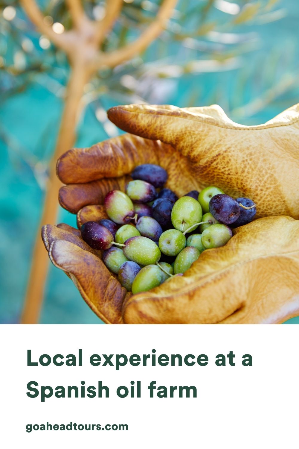 Local Experience at a Spanish Oil Farm EF Go Ahead Tours