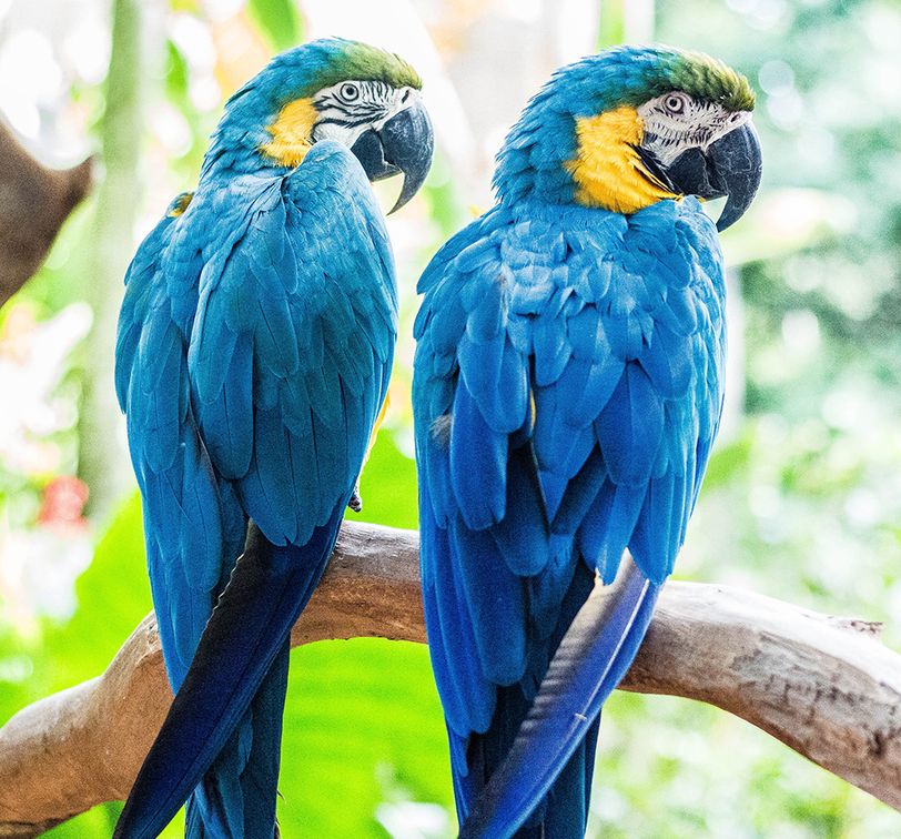 blue macaws