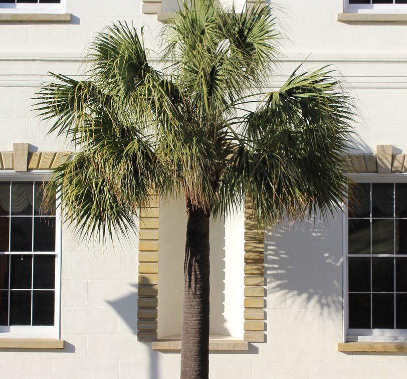 lush tropical trees along city streets in charleston south carolina