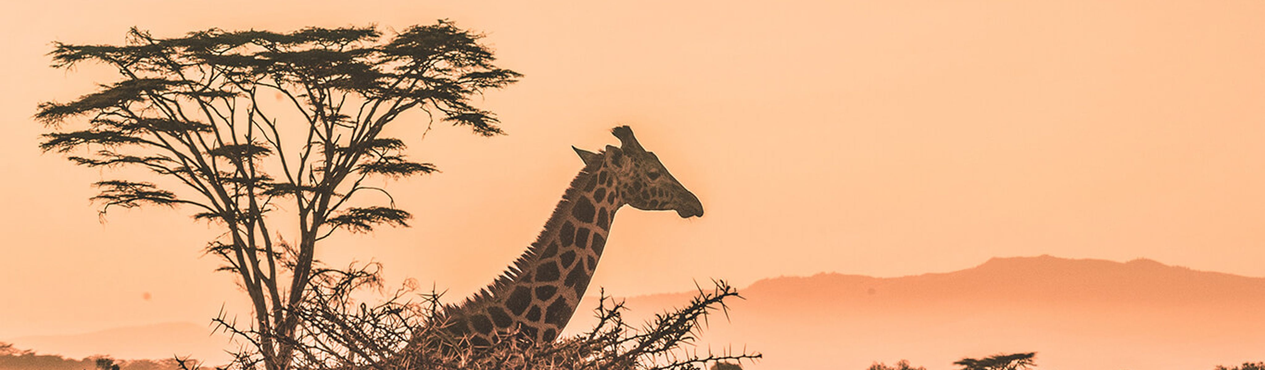 giraffe looking over savanna trees in kenya at sunrise