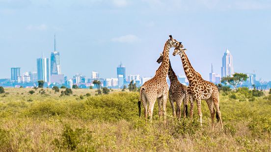 namibia desert safari