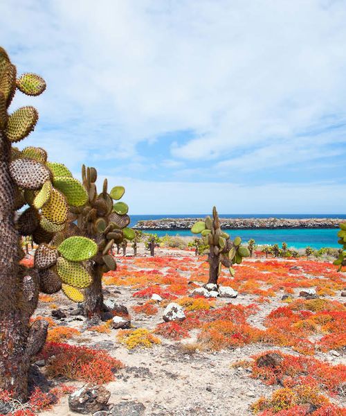 green and brown cactus on a beach with red shrubs on santa cruz island