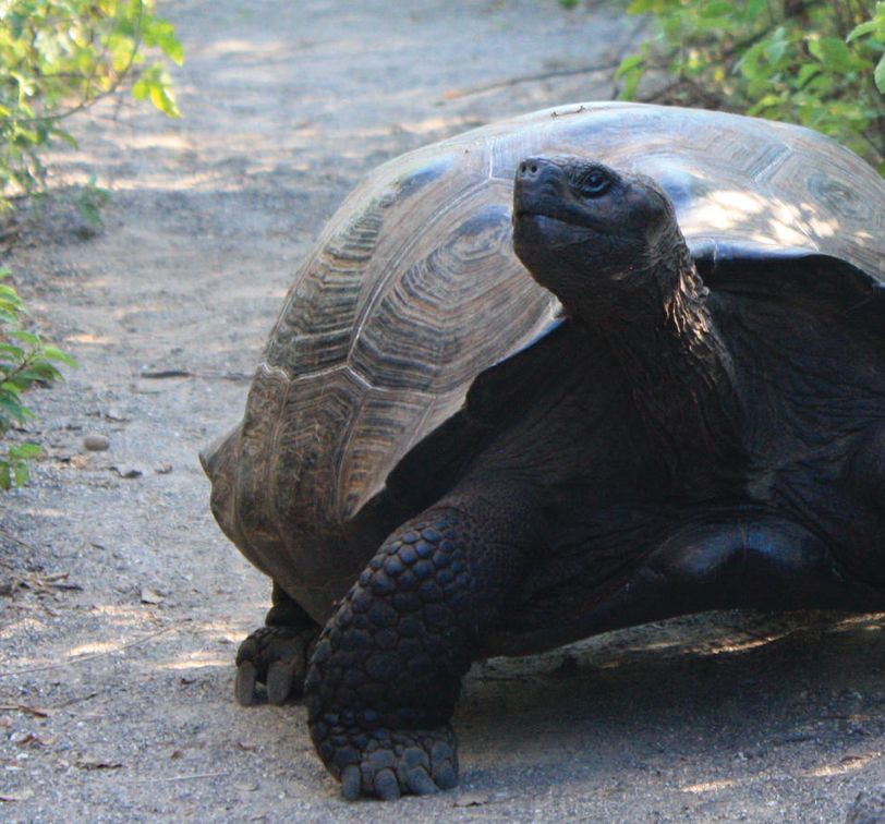 galapagos tortoise walking down a path