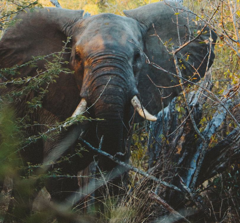 an elephant in the brush in south africa