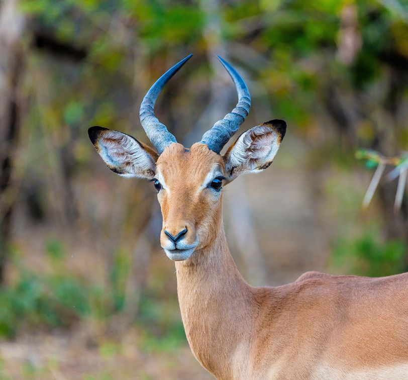 an antelope in hwange national park zimbabwe