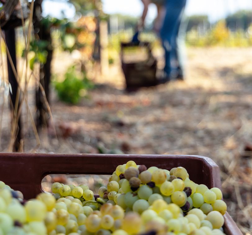 green grapes collected for wine in crete with a man and vineyard in the background