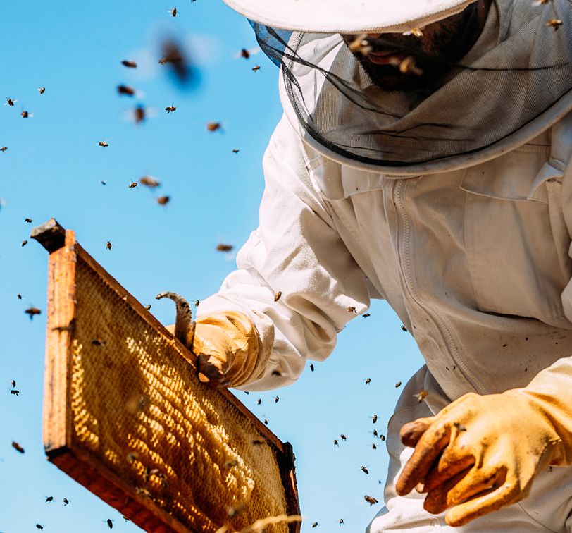 Beekeeper at apiary working to collect honey