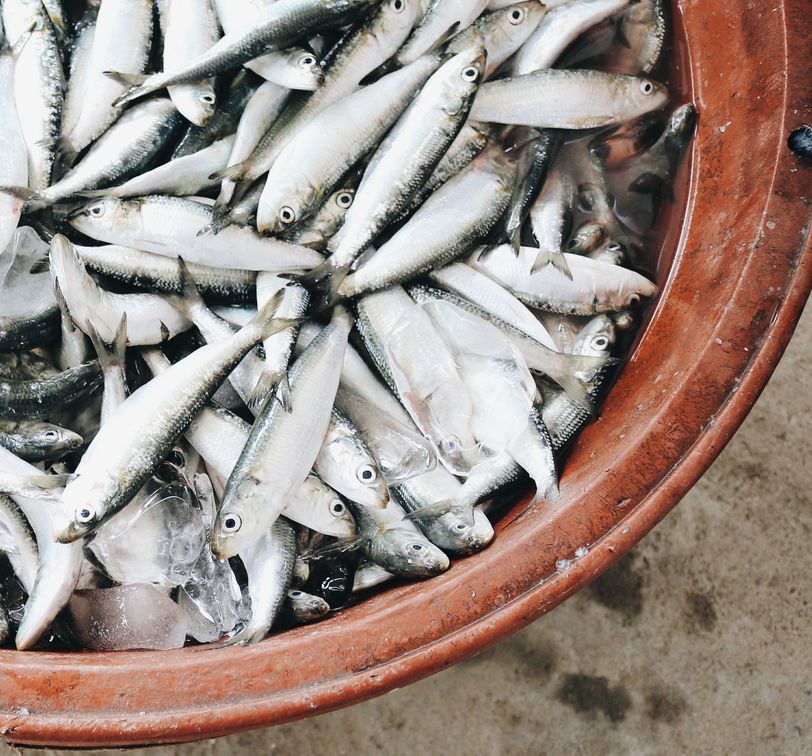 A bucket of fish at an Italian fish market