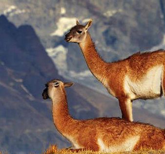 a pair of guanacos on a mountain in chile