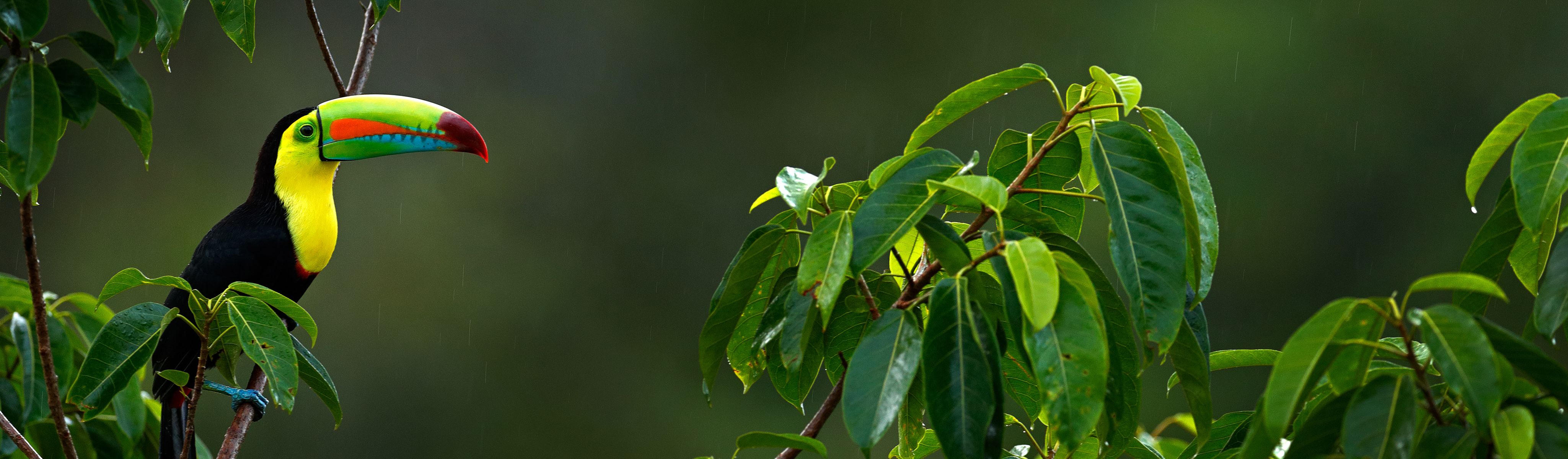 toucan sitting on a branch in costa rica