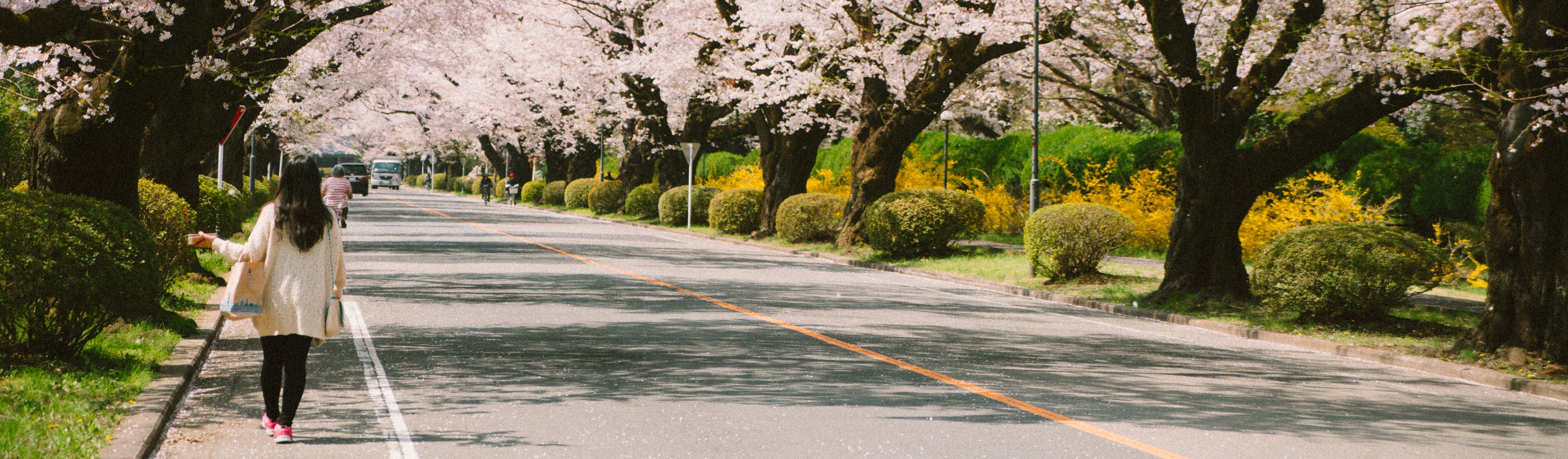 brunette haired woman walking down a street under cherry bloom trees that are in full bloom