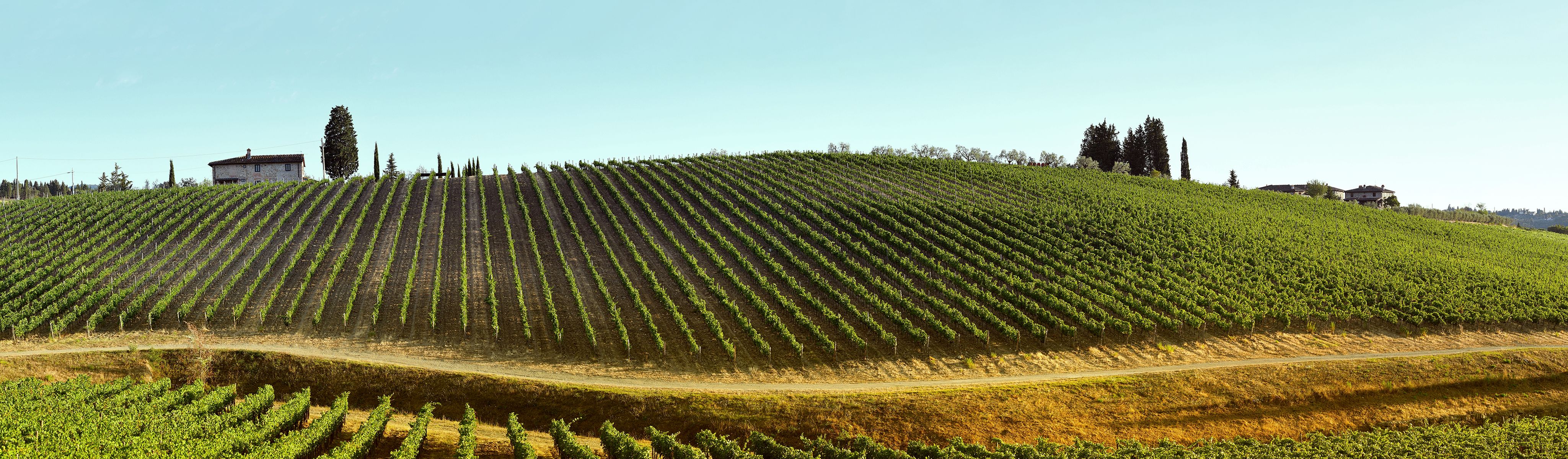 italy vineyard images