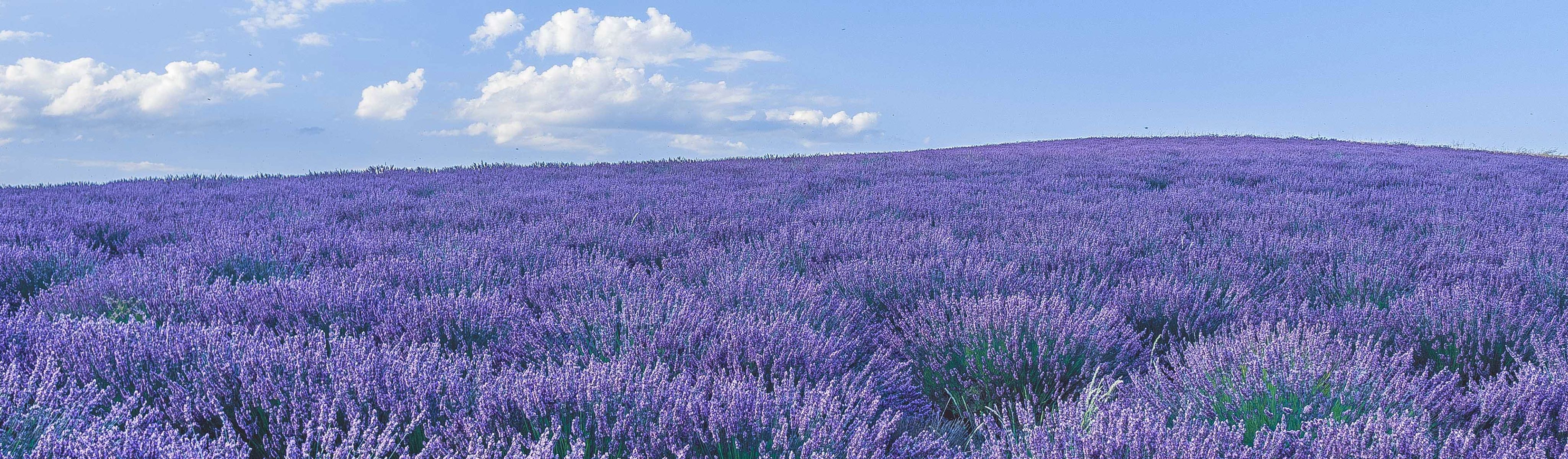 5 of the Prettiest Place to Visit in Provence | EF Go Ahead Tours