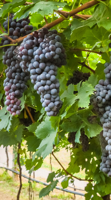 a row of purple grapes hanging in a vineyard in southern italy