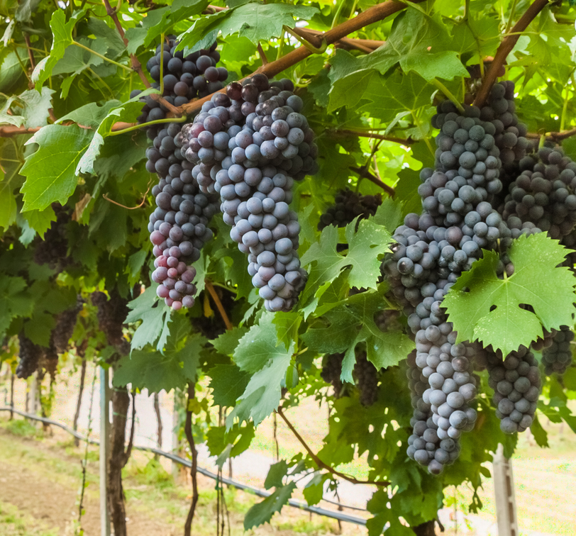 a row of purple grapes hanging in a vineyard in southern italy