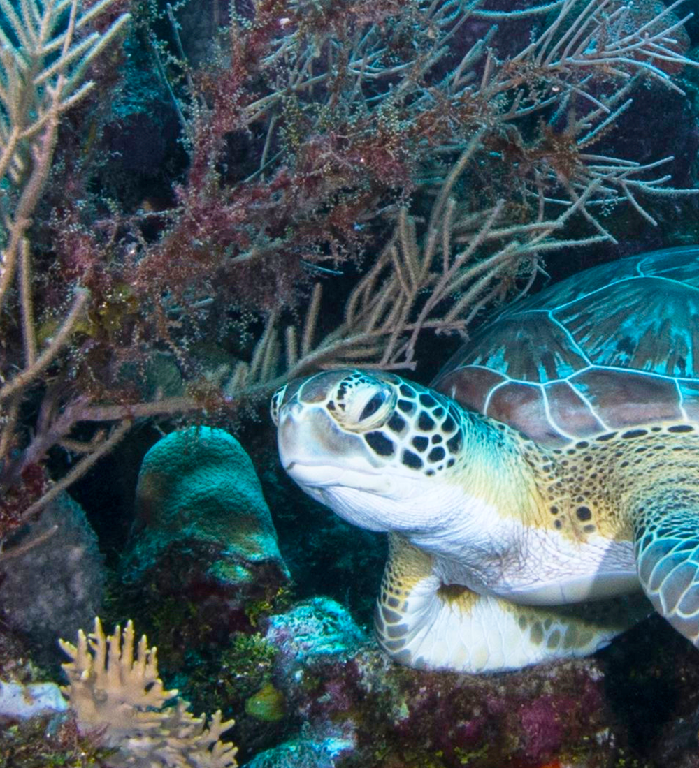 turtle swimming through coral reef in the galapagos islands