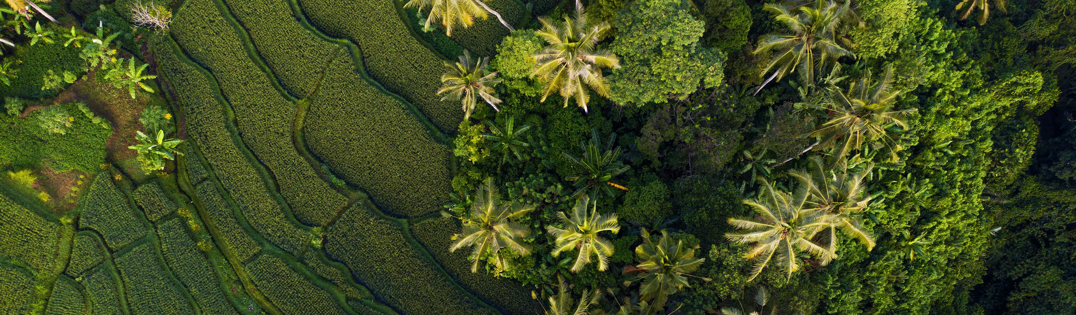 birds eye view of lush green plants in bali