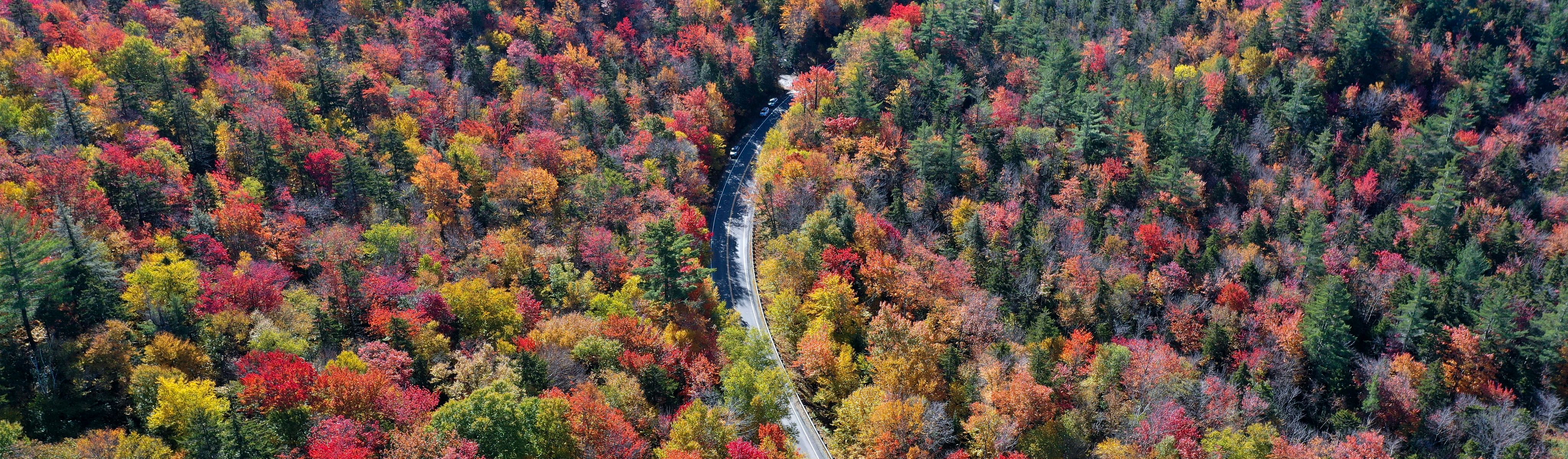 road in the middle of trees changing colors in the fall